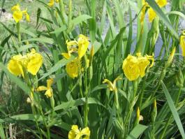 Iris pseudacorus  Wasser-Schwertlilie